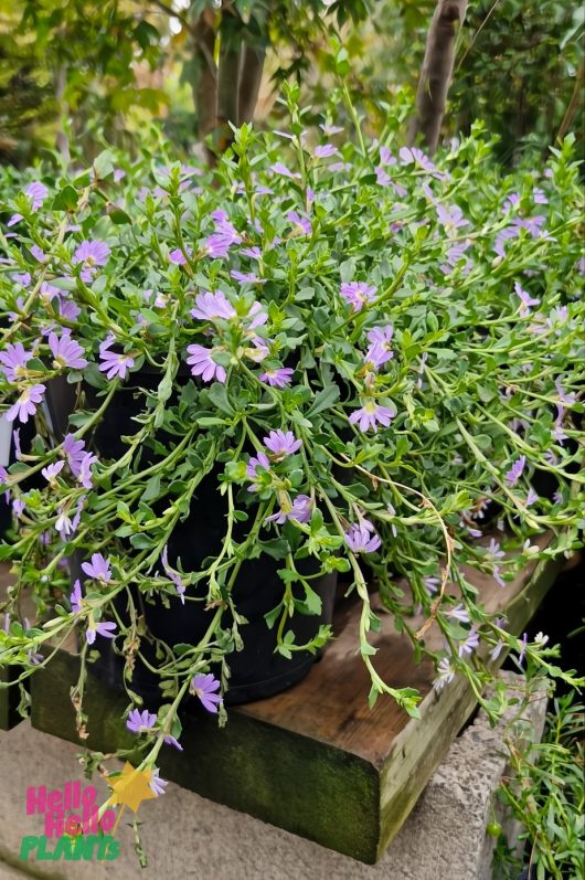 Label displaying "Foxglove Foxy Mixed" with pink and white trumpet-shaped flowers surrounded by green leaves in a 6" pot, reminiscent of the charming Scaevola 'Purple' Fan Flower.