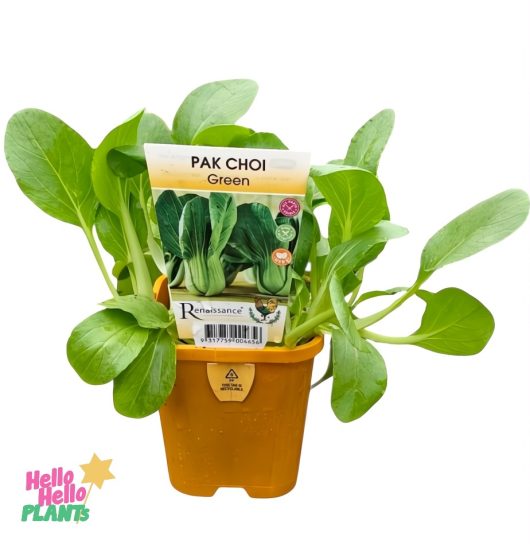 Pak Choi 'Green' thrives in a vibrant orange 4" pot, marked with a "Pak Choi Green" tag for easy identification. The "Hello Hello Plants" logo adorns the bottom left, adding branded charm.