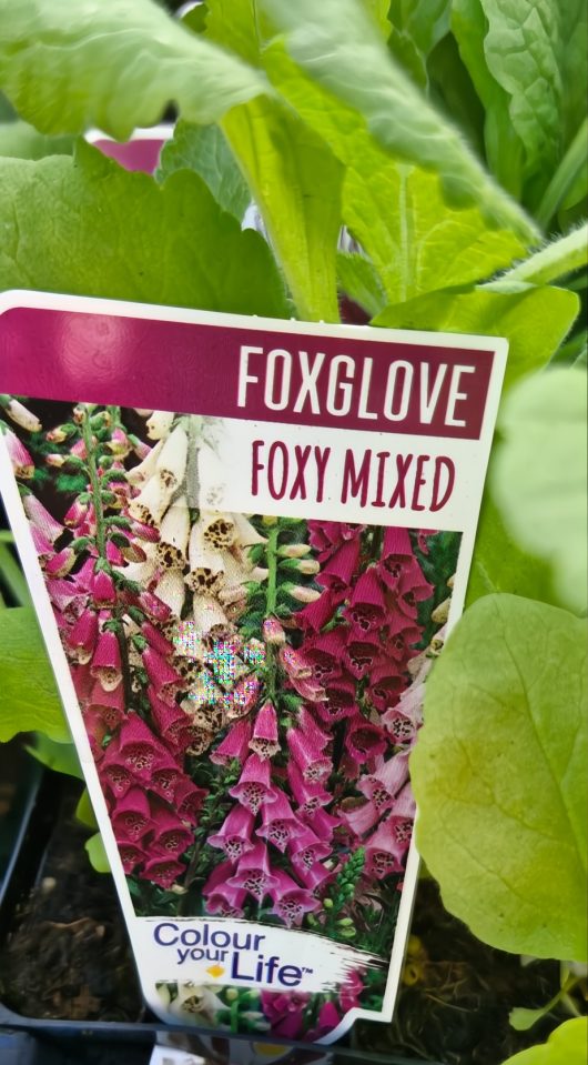Label for Digitalis 'Foxy Mix' 4" Pot, showcasing a vivid image of purple and white foxglove blooms amid lush green leaves.