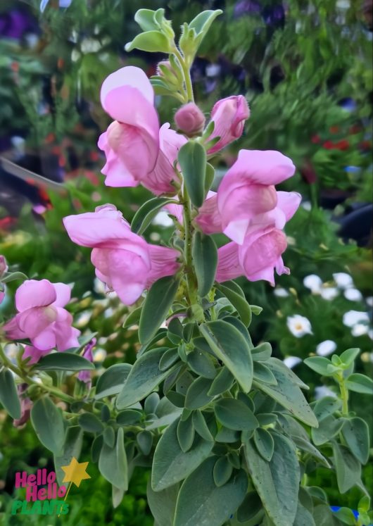 Close-up of Snapdragon 'Trailing Pink' in a garden, showcasing clusters of bell-shaped flowers with lush green leaves.