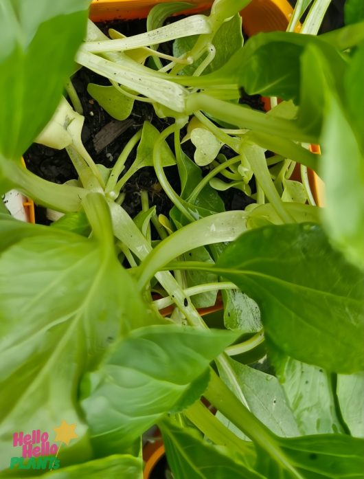 A close-up of a Pak Choi 'Green' in a 4" pot shows its vibrant leafy greens. The image features the text "Hello Hello PLANTS" with a playful colorful star design overlay.