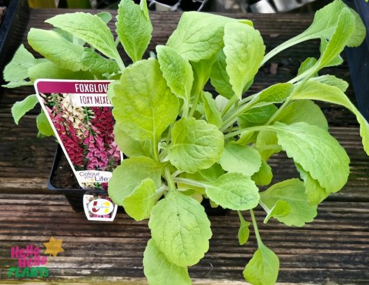 The 4" pot of Digitalis 'Foxy Mix', known for its lush green leaves, features packaging with tall stalks of vibrant purple flowers, ideal for adding elegance to any garden.