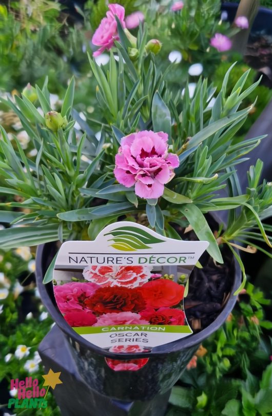 Dianthus Oscar 'Pink and Purple' Carnation 6" Pot Growers Flash Sale!