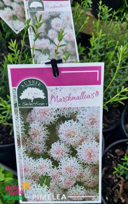 The Pimelea 'Marshmallows' 6" Pot label showcases a charming photo of white and pink clustered flowers against lush greenery.