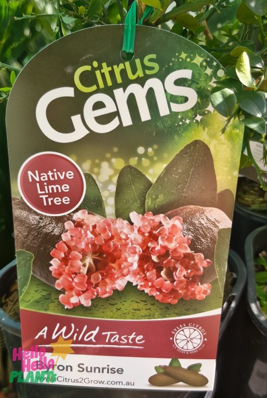The plant tag for the 'Citrus Finger Lime "Byron Sunrise"' features a native lime tree with pink blossoms and green foliage, an illustration of finger limes, and the tagline "A Wild Taste." Available in a 7" pot.