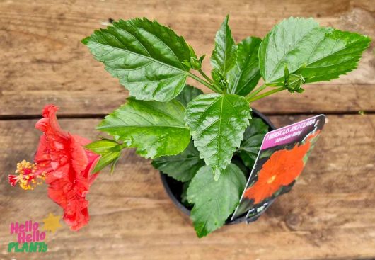 Hibiscus Rio Clara 'Absolute Ruby' in a 6" pot, featuring vibrant red blooms and lush green leaves with a plant tag, set on a wooden surface.