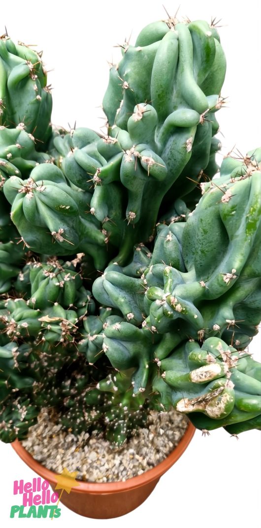 A Cereus peruvianus Monstrose 7" Pot cactus, featuring thick, green, twisted stems adorned with small spines, stands elegantly against a white background.