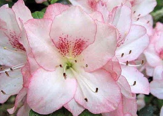 Azalea 'Amy' 6" Pot