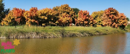 A row of Acer 'Sensation' Maple trees in 12" pots from our Growers Flash Sale displays orange and yellow autumn leaves along a calm pond beneath a clear blue sky.