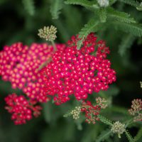 Bright red yarrow flowers surrounded by green feathery leaves. Some flower clusters are blooming, while others are still in bud form.