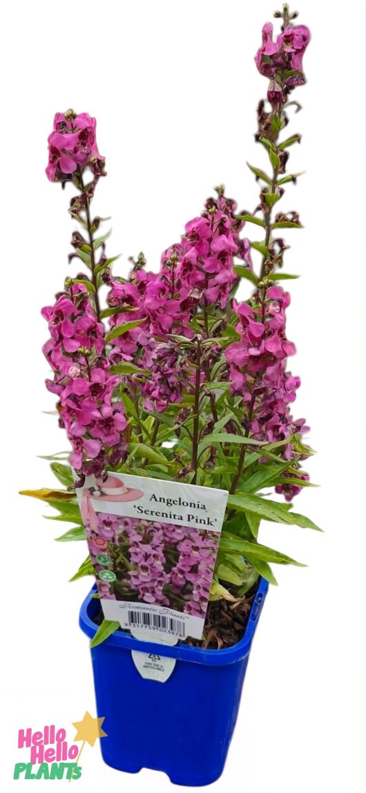 An Angelonia 'Serena Pink' in a 4" pot, with tall stems and clusters of pink flowers, is shown in a blue plastic container with a plant label.