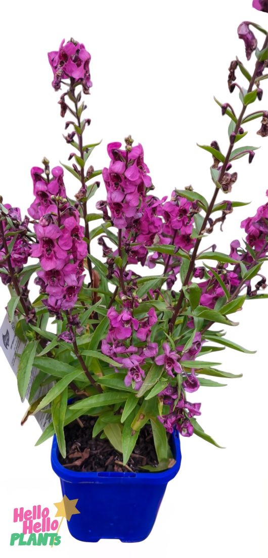 Angelonia 'Serena Pink' in a 4" pot, featuring multiple stems with clusters of small, vibrant pink flowers and green leaves in a blue container.
