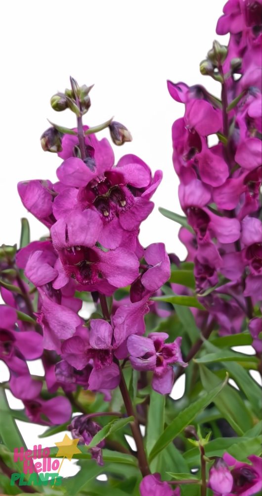 Close-up of Angelonia 'Serena Pink' flowers in a 4" pot, showing vivid blooms and green leaves against a white background. "Hello Hello Plants" logo is in the bottom left corner.