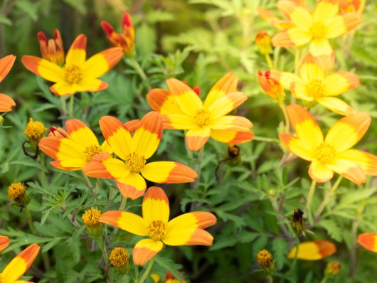 Bidens 'Bees Alive' in a 6" pot showcases yellow and orange flowers with green leaves, basking in bright sunlight.
