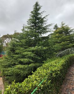 Tall evergreen trees and a neatly trimmed hedge line a brick pathway under a cloudy sky.
