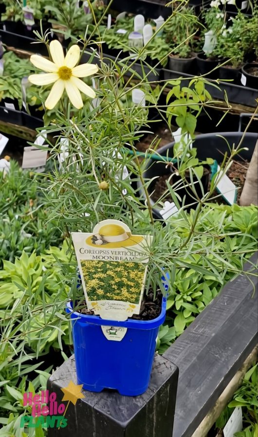 The Coreopsis 'Moonbeam' 4" Pot showcases vibrant yellow blooms and is displayed on a black wooden surface at the garden center.