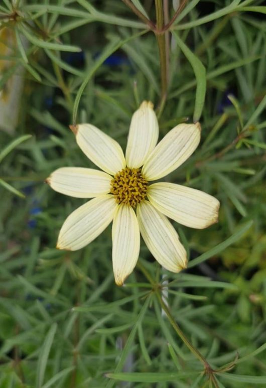 The Coreopsis 'Moonbeam' 4" Pot features a pale yellow, daisy-like flower with eight petals and a yellow center, complemented by slender green leaves—an ideal choice to add charm to your garden.