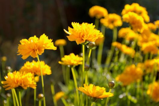 A cluster of Coreopsis 'Moonbeam' flowers, known for their vibrant yellow blooms and long stems, basks in sunlight against a blurred green and dark background.