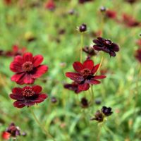 In a green field, Cosmos 'Cherry Chocolate' in a 6" pot flourish with dark red blossoms and rich, velvety petals.