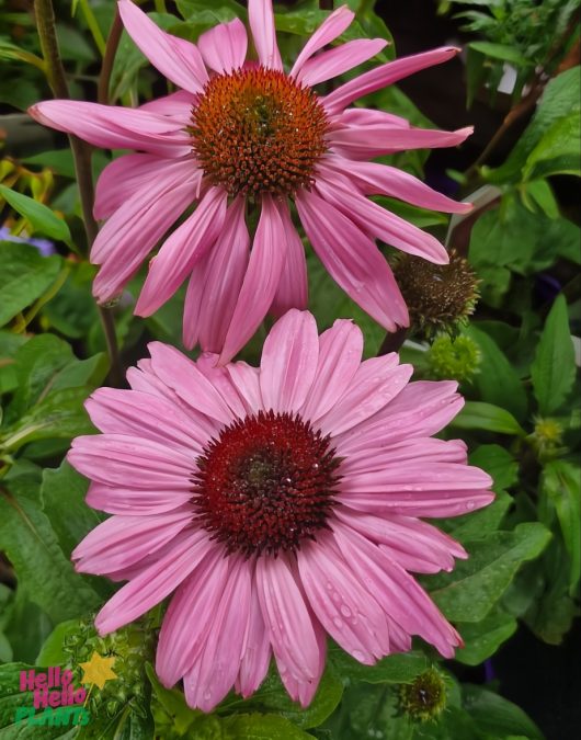 The Echinacea 'Primadonna Pink' in a 6" pot features two flowers with dark centers and vibrant green leaves.
