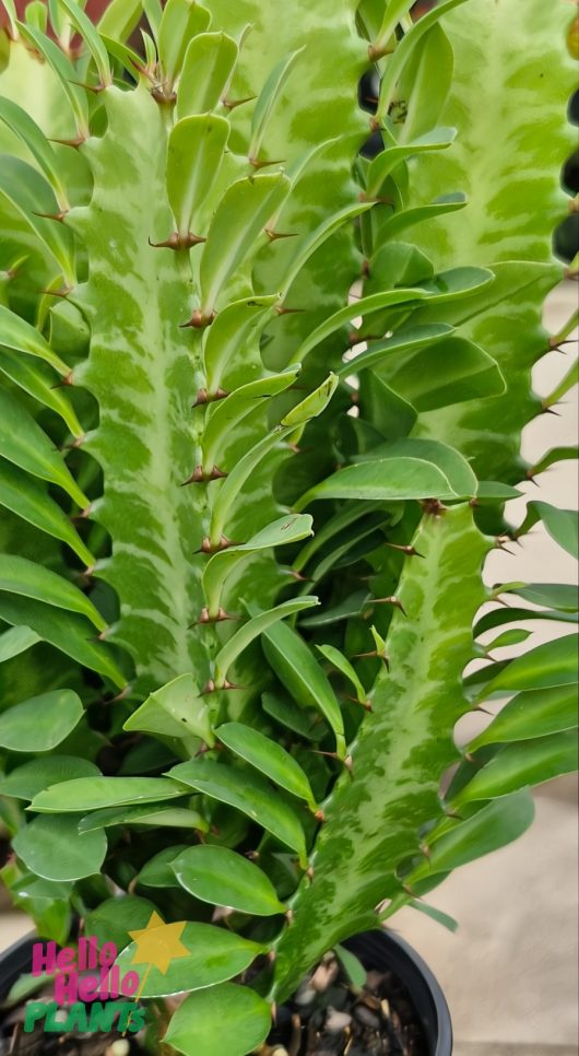 The Euphorbia 'African Milk Tree' Cactus, in a 4" pot, features succulent-like leaves along a central stem with light green variegation, adding an exotic touch to any space.