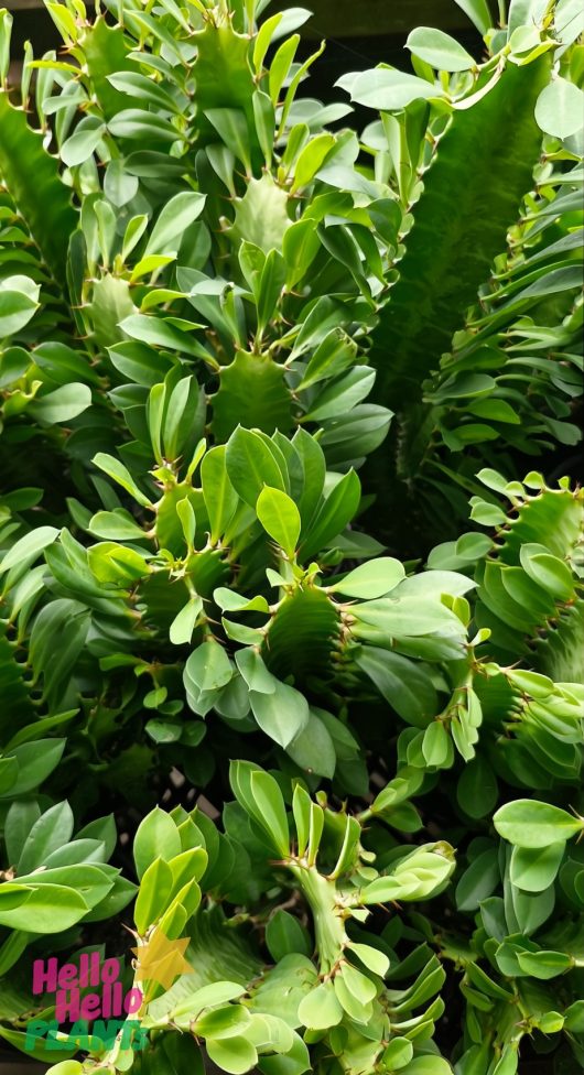 The lush green foliage of the Euphorbia 'African Milk Tree' Cactus in a 4" pot features thick, spiky stems and oval leaves.
