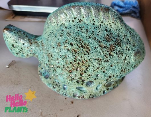 A textured, green ceramic Sorrento Glazed Fish Aqua 24x13x13cm with a speckled surface sits on a table. The "Hello Hello PLANTS" logo appears in the bottom left corner.