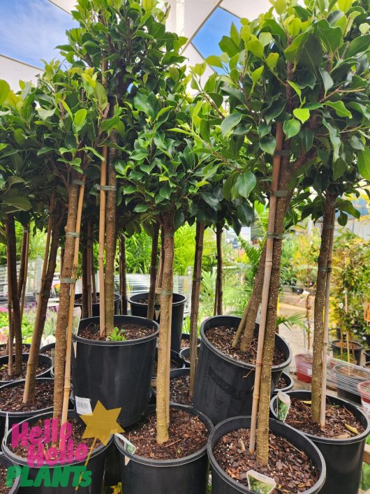 Several Ficus hillii 'Flash' (Standard 90cm) trees in 8" pots are displayed in a nursery under a shade structure for the Growers Flash Sale, featuring trimmed trunks and dense green foliage.