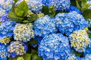 Clusters of vibrant blue and pale yellow flowers with lush green leaves from the Hydrangea 'Tea Time™ Chique' 7" Pot.