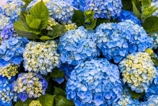Clusters of vibrant blue and pale yellow flowers with lush green leaves from the Hydrangea 'Tea Time™ Chique' 7" Pot.