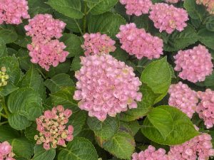 The Hydrangea 'Magical Revolution Blue' in an 8" pot is in full bloom, showcasing its vibrant petals framed by lush green leaves.