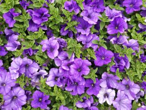 A dense cluster of purple Petunia 'Midnight Gold' 6" Pot with vibrant green leaves in full bloom.