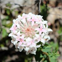 A close-up of a Pimelea 'Marshmallows' flower cluster in a 6" pot shows star-shaped, light pink and white petals with green leaves, resembling delicate marshmallows, while the center features a soft pink hue.