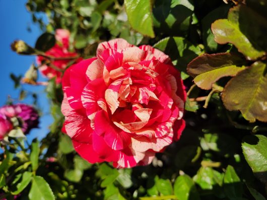 The 'A Best Impression®' 3ft Standard Rose from our Growers Flash Sale showcases stunning red and white variegated blooms, flourishing beautifully among vibrant green leaves against a clear blue sky.