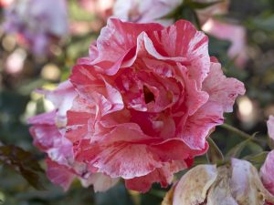 Close-up of a Rose 'Frida Kahlo™' Bush Form, featuring a pink and white striped blossom in full bloom, surrounded by lush greenery and faded petals in the background.