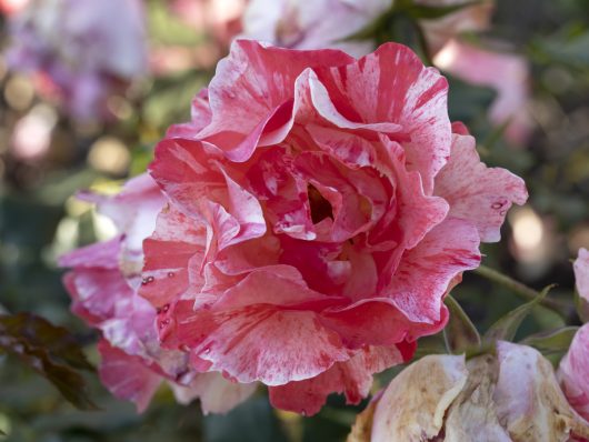 Close-up of a Rose 'Frida Kahlo™' Bush Form, featuring a pink and white striped blossom in full bloom, surrounded by lush greenery and faded petals in the background.
