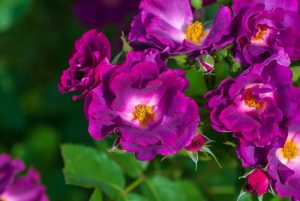 The 'Henri Matisse' rose bush is in full bloom, showcasing its purple and magenta roses with yellow centers, surrounded by lush green leaves.