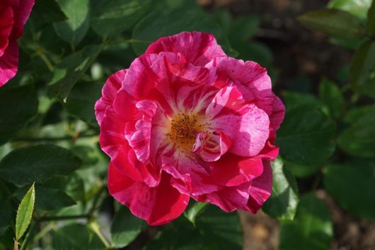 A vibrant close-up of the Rose 'Grimaldi' Bush Form in full bloom, showcasing its stunning red and pink petals against a backdrop of lush green leaves.