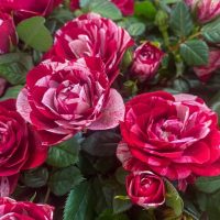 Guy Savoy bush roses in red and white with lush green leaves in full bloom.