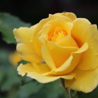 Close-up of a blooming yellow Rose 'Henri Matisse' Bush Form with vibrant green leaves in the background.