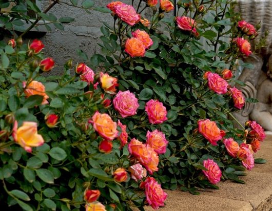 Bushes with vibrant pink and orange Henri Matisse Roses in bloom, surrounded by green leaves, next to a concrete path.