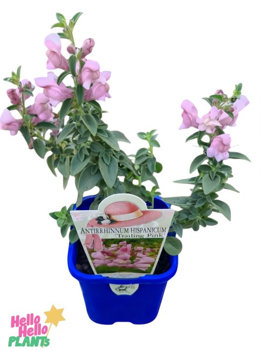 Potted plant with pink flowers and green leaves, labeled "Antirrhinum Hispanicum Trailing Pink" in a blue container, logo "Hello Hello Plants" visible.