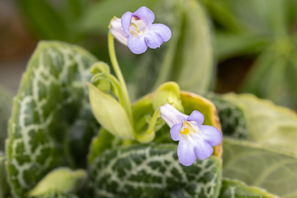 Close-up of Streptocarpus 'Pretty Turtle' featuring two delicate purple flowers with white centers, nestled among textured green leaves, beautifully presented in a 5" pot.