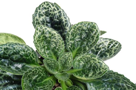 Close-up of a Streptocarpus 'Pretty Turtle' in a 5" pot, highlighting dark green velvety leaves with light green mottled patterns on a white background.