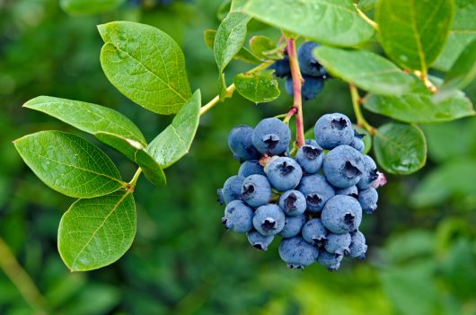 A cluster of ripe Vaccinium 'Blue Joy' blueberries hangs on a branch, complemented by vibrant green leaves in the background, highlighting the beauty of these berries from a 6" pot.