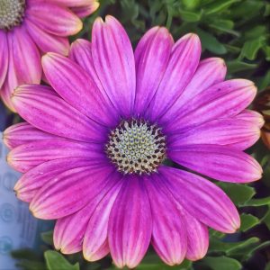 Close-up of vibrant Osteospermum 'Pink Sun' African Daisy in a 6" pot, showcasing vivid pink and purple petals with a detailed center and lush green foliage—perfect for adding color to any space.