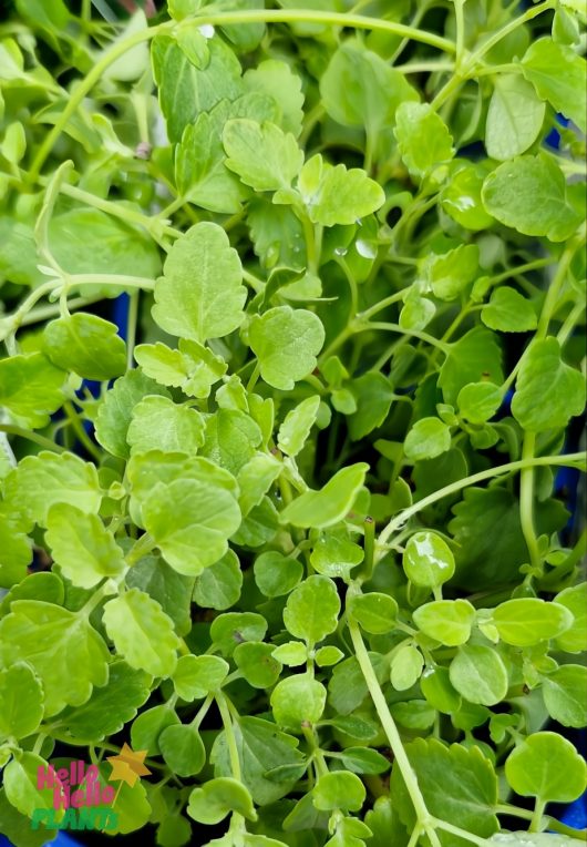 Close-up of lush green leaves of the Agastache 'Arizona Sun' plant with visible water droplets, sitting gracefully in a 4" pot. A small logo in the corner adds a touch of charm.