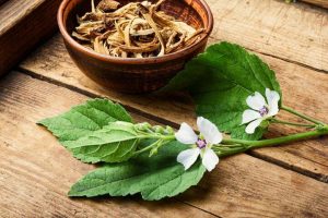 The Althaea 'Marshmallow Root' 4" Pot sits beside fresh green leaves and delicate white flowers on a wooden surface, capturing the gentle essence of Althaea in every detail.