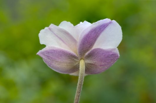 Image features a close-up of Anemone ‘Elfin Swan’ in its 6" pot, showcasing pale pink and white petals from behind against a blurred green backdrop.