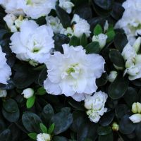 The Azalea 'Ward's Ruby' 6" Pot blooms beautifully, showcasing pristine white petals surrounded by lush green leaves.